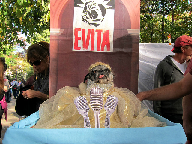 Image from NYC's Halloween dog costume parade of a pug dressed up in a big dress with microphones sitting in front of it