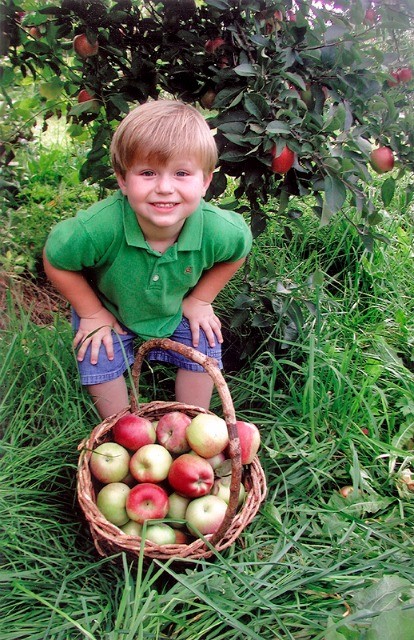 Young boy with apple picking basket in New York State