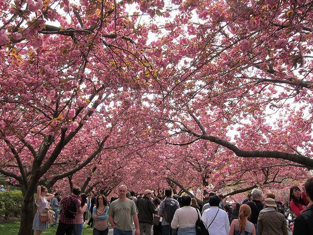 cherry blossum trees in full pink bloom during the Brooklyn Botanic Garden's festival