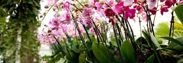 pink orchids in bloom inside the 2014 Orchid Show in New York City