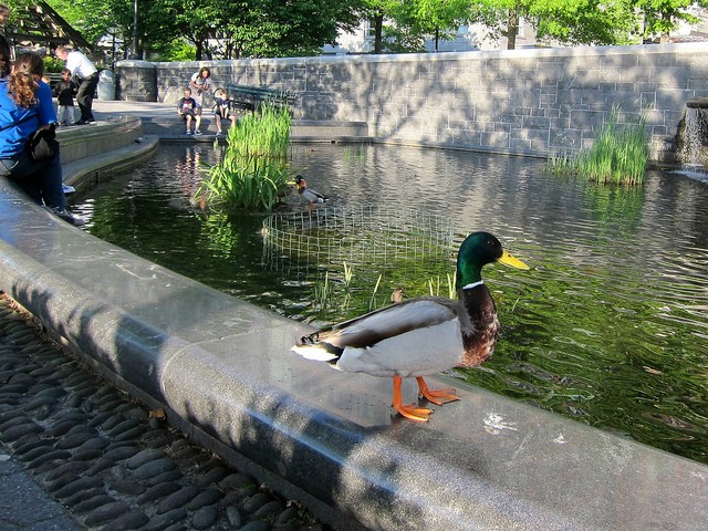 Duck on a wall about to enter pond at Rockefeller Duck park