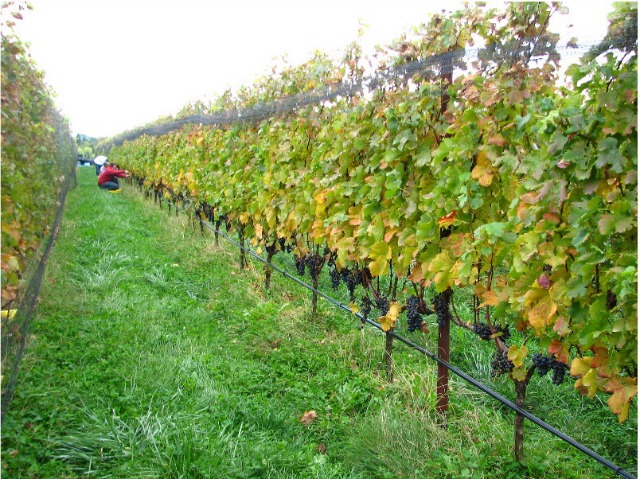 Image of the aisle of grass between the rows and rows of grape plants at the  Borghese Winery in Cutchogue