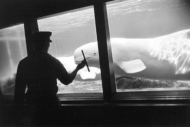 Garry Winogrand's well-known photograph of a zoo keeper cleaning the window of a beluga whale tank, shot in black and white.