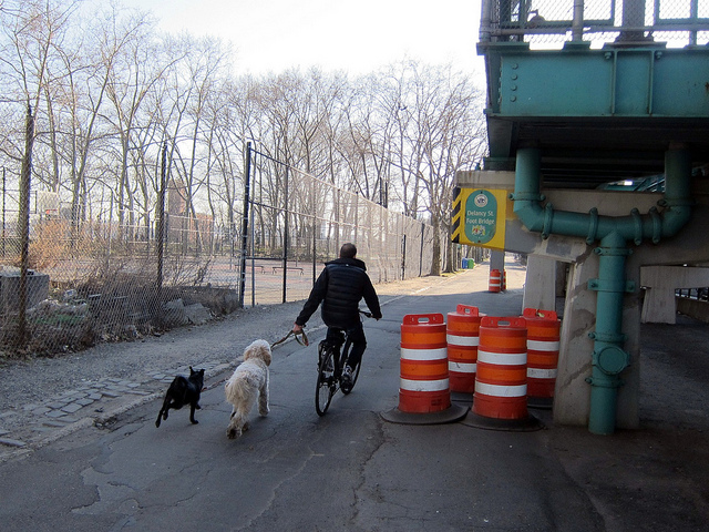 Man takes his two dogs for a walk as he holds their leashes from his bicycle seat