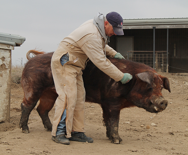 Farmer taking care of a large boar at the farm.