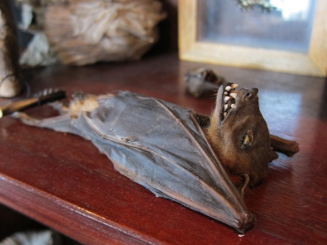 A bat exhibited at the Morbid Anatomy Museum in Brooklyn