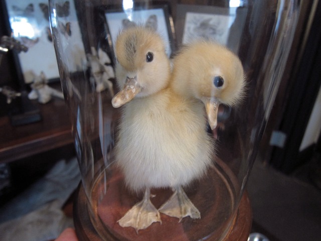Two headed duckings exhibited at The Morbid Anatomy Museum in Brooklyn.