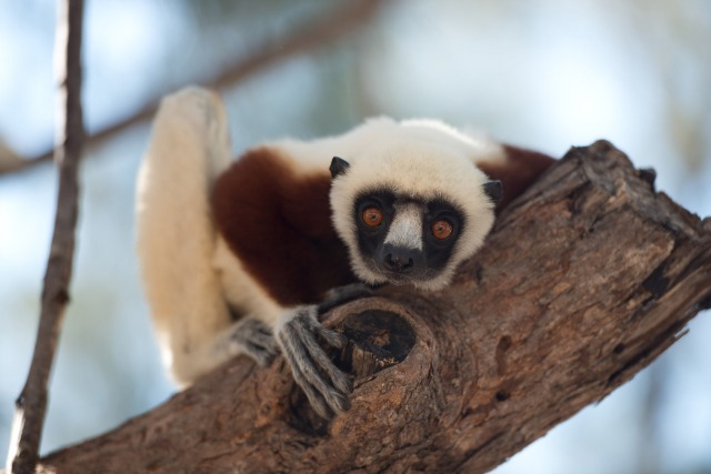 A Lemur perched on top of a tree stares into the camera.
