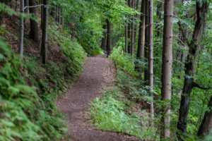 Hiking path surrounded by green trees