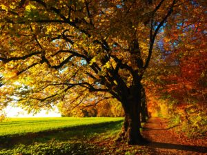 Leaves changing color for fall on a beautiful tree on a path 