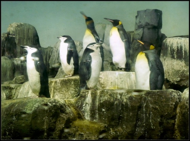 Penguins at the Central Park Zoo
