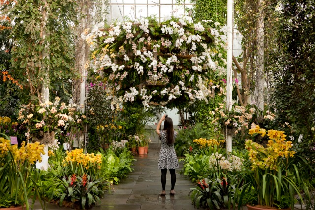 Orchids in bloom inside the 2015 Orchid Show in New York City