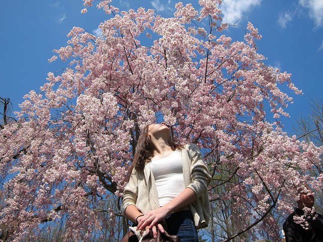 Cherry blossom trees in full pink bloom during the Brooklyn Botanic Garden's festival