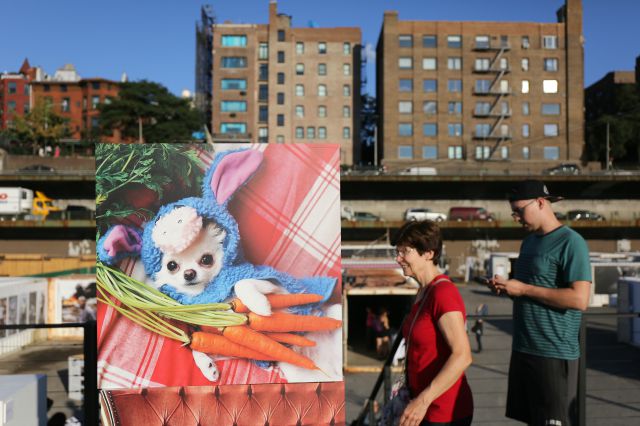 photoville-2015-brooklyn-bridge-park-dog