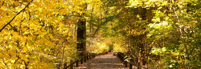 A canopy of yellow leaves along a trail in New York's botanical gardens