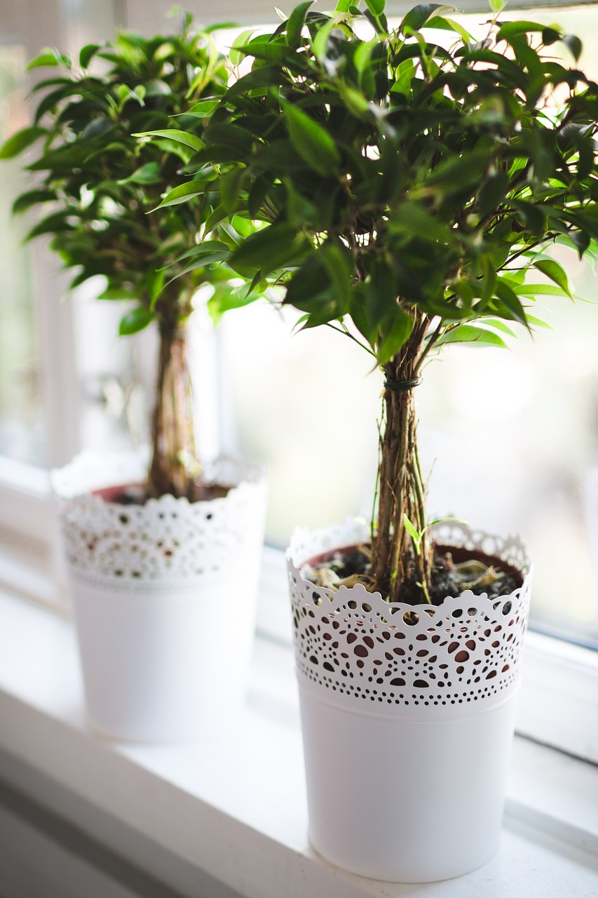 Indoor green pot plant placed in front a window