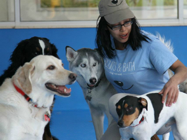 Dogs at biscuits and bath dog retreat in New York City.