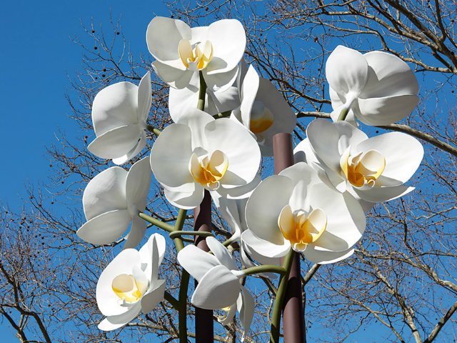 Installation of two orchids by artist Isa Genzken