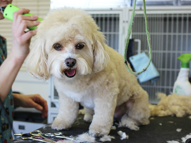 A dog getting a groomed.