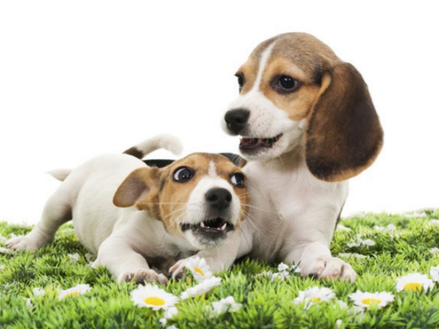 Two puppies playing in a New York City park.