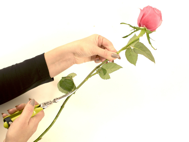 woman cutting leaves off of a rose