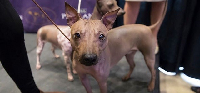 westminster kennel club dog show