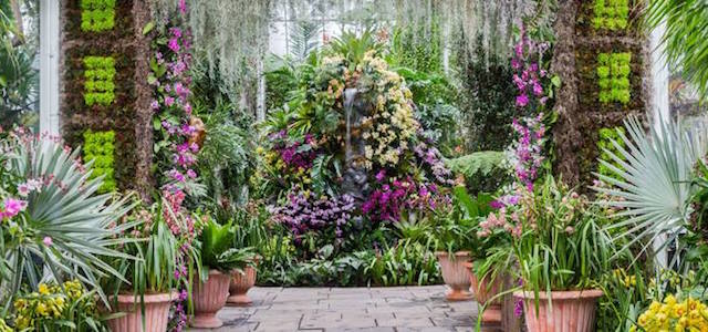A interior view of The New York Botanical Garden's showcasing of fresh orchid flowers and greens.