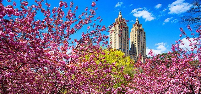 Cherry blossom trees blooming in NYC on a clear day with blue skies and two tall buildings in the background.