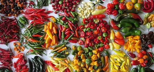 A collection of brightly colored red, yellow, green, and orange peppers.