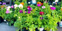 A collection of planted flowers