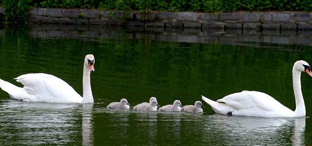 A family of swans at Alley Pond Park swimming in a lake during the day.