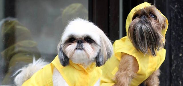 12 Rainy Day Entertainment Ideas To Keep Your Dog Busy - BARK Post