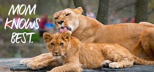A mother lion licking her cub for a bath at the Central Park Zoo in Manhattan.