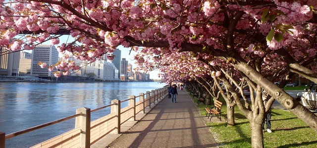 A walkway along side the East River with blooming cherry blossoms at Roosevelt Island.