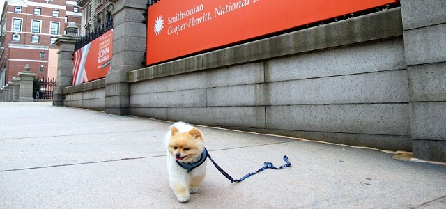A small dog walking on the side walk under an orange sign at Museum Mile in NYC.