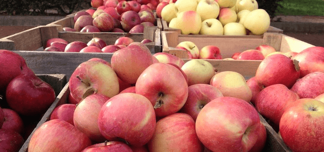 Wooden crates of fresh and colorful apples in new York.