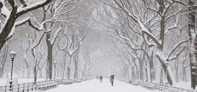 A snowy road in Central Park with covered trees.