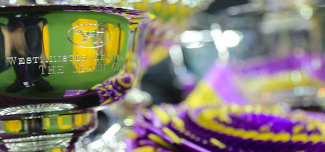 A set of trophies and colorful ribbons at the Westminster Kennel Club Dog Show.