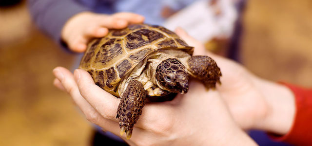 A child petting a turtle at The Art Farm in NYC.