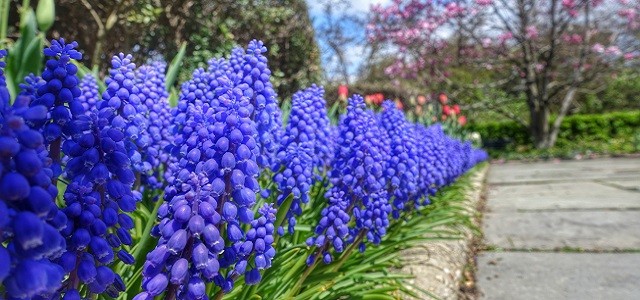 Bright purple spring flowers along a sidewalk in a garden.