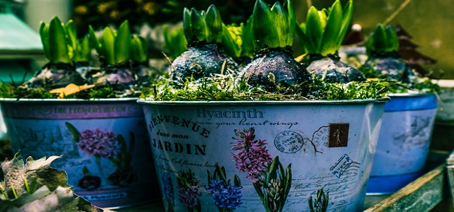 Flower pots used for container gardening.