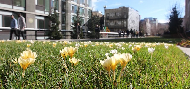 Yellow flowers blooming in a green grass area along The High Line in NYC.