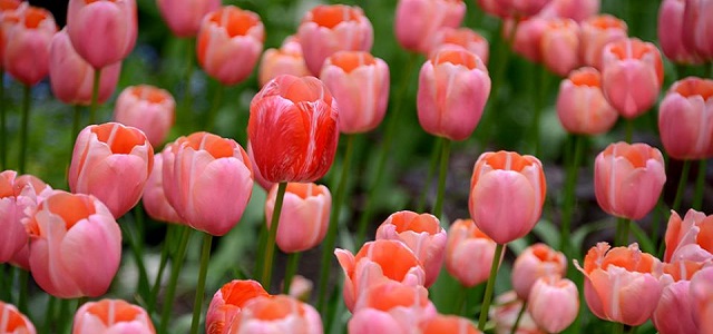 A garden of bright pink tulips in Central Park.