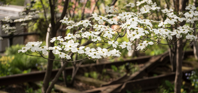 Flowers on the Highline