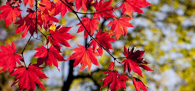 fall leaves