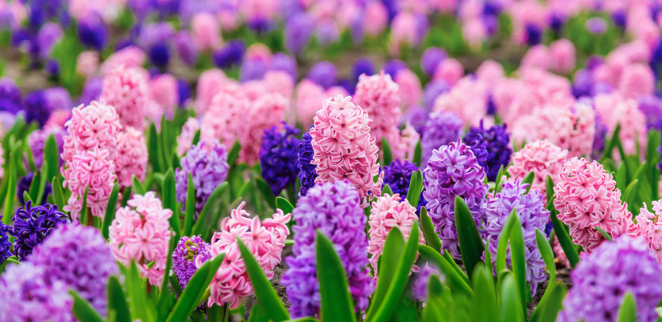 spring hycinth flowers in pink and purple