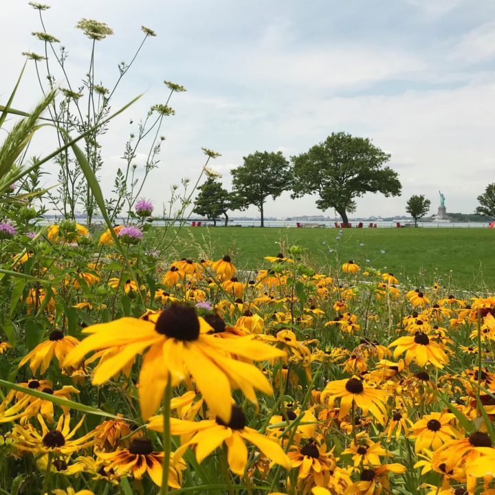 Daisys on a grassy field