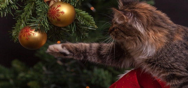 A brown cat playing with Christmas tree ornaments.