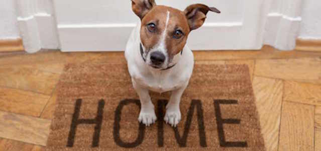 A small brown and white dog sits on a light brown "home" front door mat.