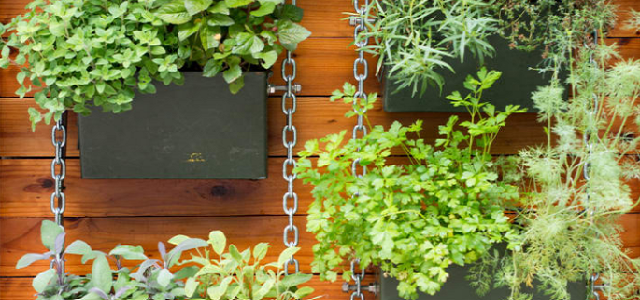 Green plants and herbs hanging from baskets off a wooden plank wall.